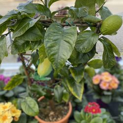 Gärtnerei Zmugg Ing. A. u. E. Hintringer Ges.nbR - Plants