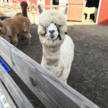 Hidden Spring Lavender & Alpacas - Gift Shops Near Me - Skillman, New Jersey Hidden Spring Lavender & Alpacas - Gift Shops Near Me - Skillman, New Jersey