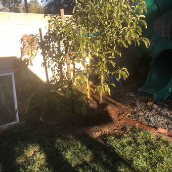 Moon Valley Nurseries - Avocado tree - Tree Services Near Me - Chino, California