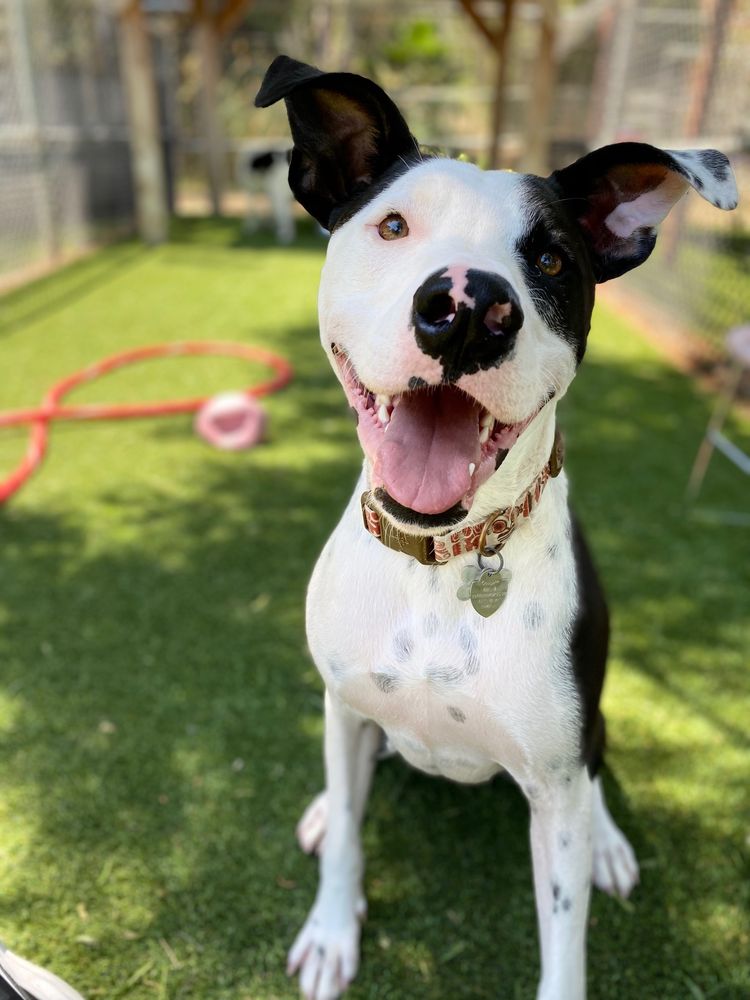 CLUB PET BOARDING Updated August 2024 13 Photos & 18 Reviews 6525