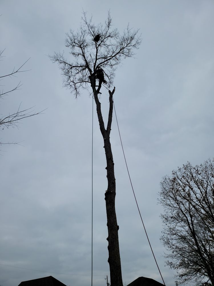 Williams Affordable Tree Care - veterans service organization in Gallatin, TN