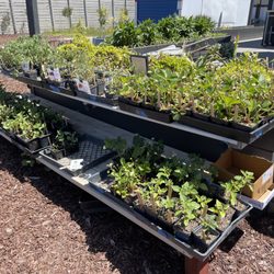 Veggie starts