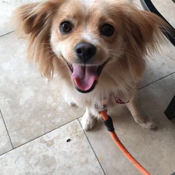 Sweet E's Cafe - Dog-friendly!! :) - Cafes Near Me - Honolulu, Hawaii Sweet E's Cafe - Dog-friendly!! :) - Cafes Near Me - Honolulu, Hawaii