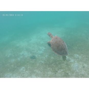 Brewers Bay Beach - Turtle - Beaches Near Me - St Thomas, Virgin Islands