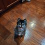 Photo of Chelsea's Pet Sitting