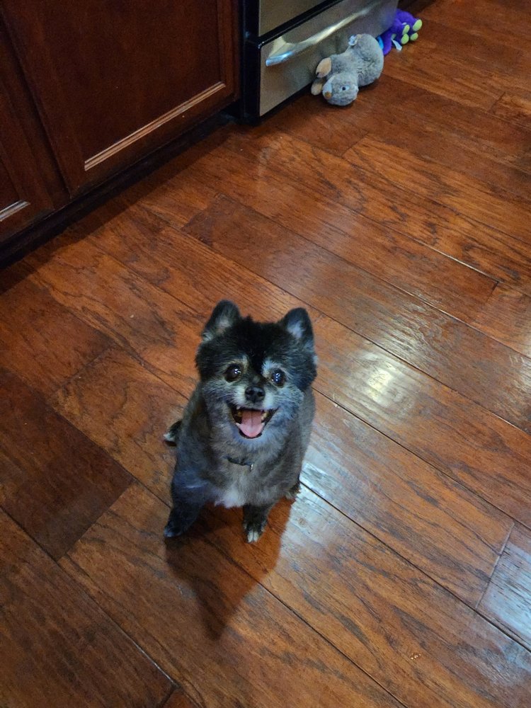 Chelsea's Pet Sitting - pet boarding facility in Roseville, CA