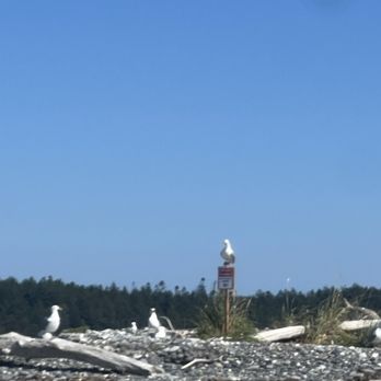 Olympic Kayak Tours - Birds on the island - Rafting/Kayaking Near Me