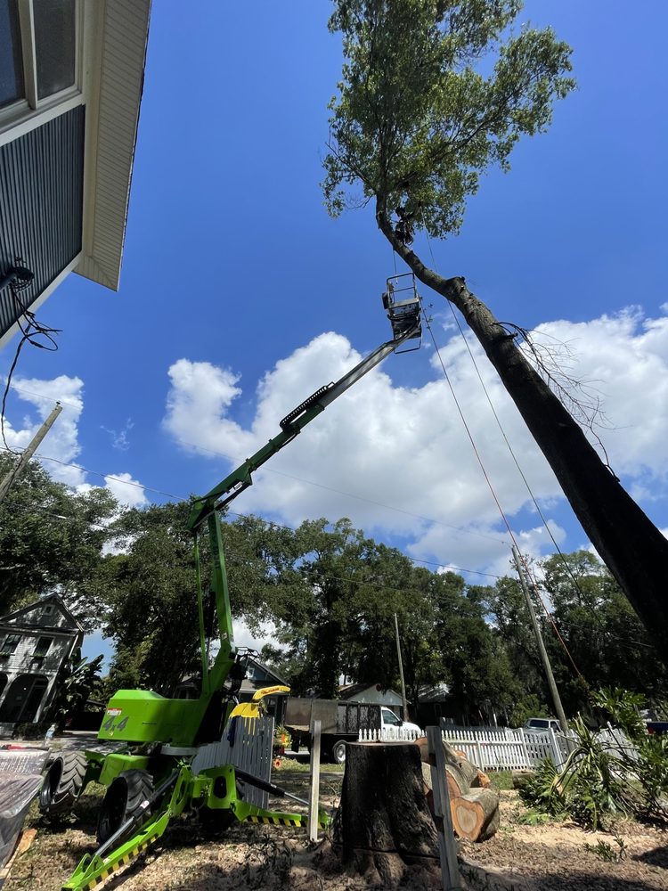 Harvey’s Tree Surgeons - tree service in Tampa, FL