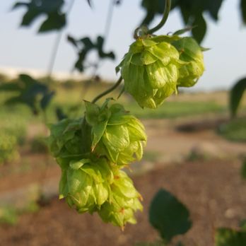 Sierra Nevada Brewing - Freshly grown hops in their garden. - Breweries Near Me - Chico, California Sierra Nevada Brewing - Freshly grown hops in their garden. - Breweries Near Me - Chico, California