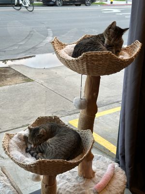 Whiskers & Wine Cat Cafe by null