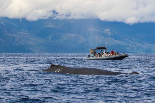 Hawaii Ocean Rafting Whale Watch and Snorkel by null