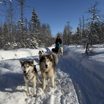 Passion Husky - On the trail with the team of dogs - Hiking Near Me - Saint-Nicolas, Quebec