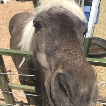 RunDown Ranch Kids Farm - Petting Zoos Near Me - Oakley, Utah RunDown Ranch Kids Farm - Petting Zoos Near Me - Oakley, Utah