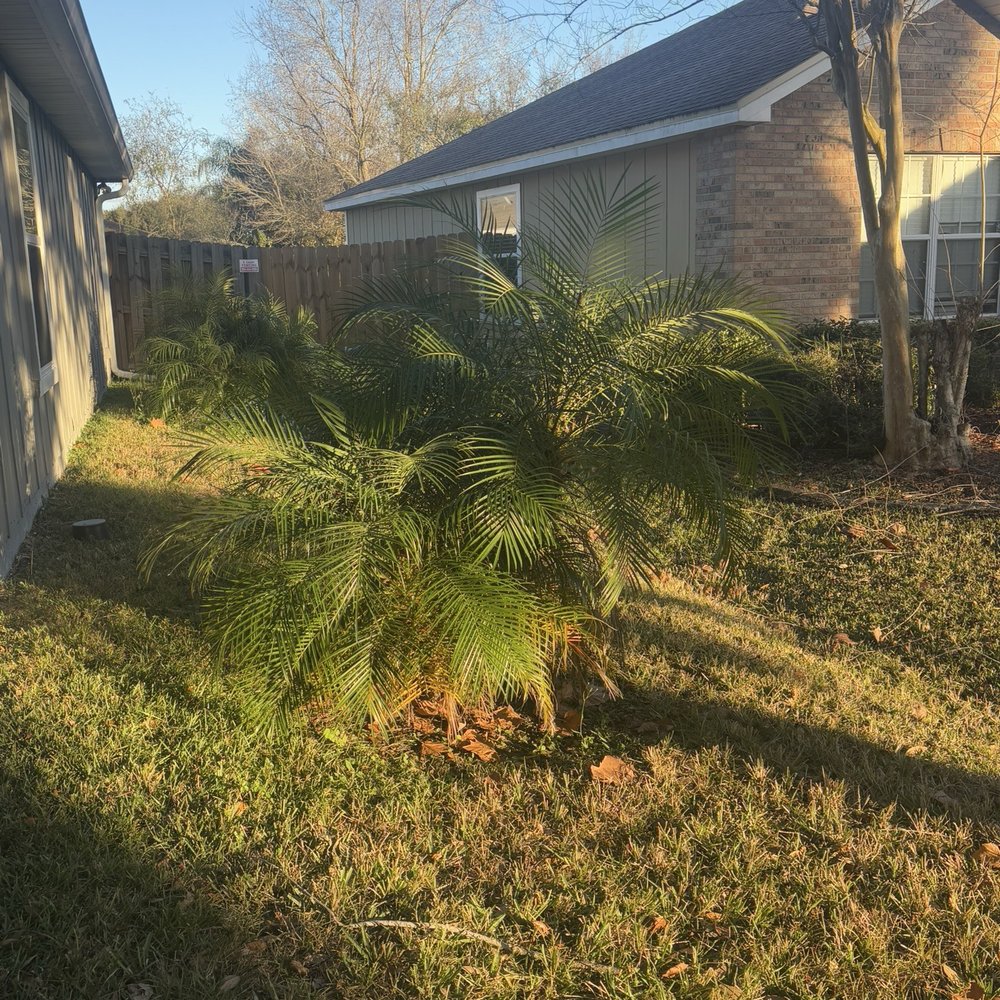 Big Js Tree Removal and services - Before trim - Tree Services Near Me - Jacksonville, Florida