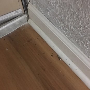 Quality Inn Carolina Oceanfront - Dead bugs all over the floor - Hotels Near Me - Kill Devil Hills, North Carolina Quality Inn Carolina Oceanfront - Dead bugs all over the floor - Hotels Near Me - Kill Devil Hills, North Carolina