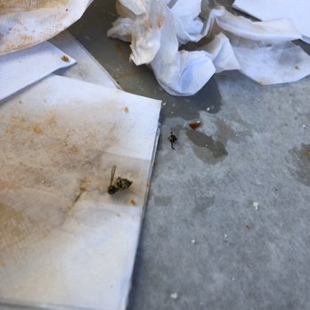 Fellini's Pizza - The decapitated bee - Pizza Near Me - Decatur, Georgia Fellini's Pizza - The decapitated bee - Pizza Near Me - Decatur, Georgia