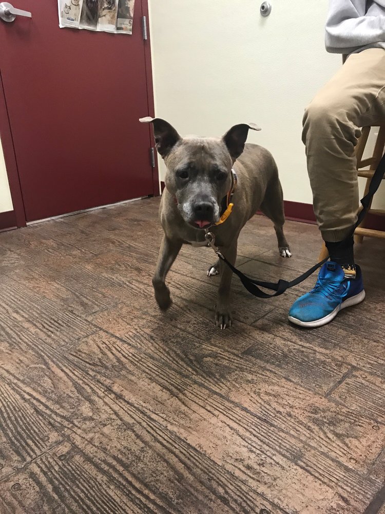 GOODE ANIMAL HEALTH CARE Updated September 2024 1287 S Pueblo Blvd