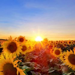 Crazy Legs Farm & Pumpkins - Sunset in Sunflower Field