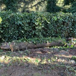 Double D Tree Service - They dumped this in the easement in our yard. Also, dumped a ton of limbs on the other side of the fence.