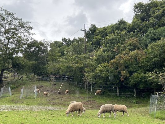 Qingjing Farm by null