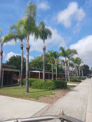 Palm Tree Trimming - Palm tree trimming or removal we can help you with your project. Palm Tree Trimming - Palm tree trimming or removal we can help you with your project.