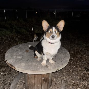 Freddie's Dog Daycare - Pet Training Near Me - Surrey , British Columbia Freddie's Dog Daycare - Pet Training Near Me - Surrey , British Columbia