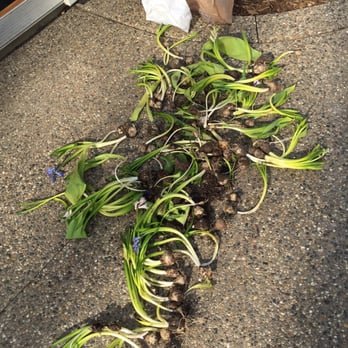 Michigan Landscape Design Services - Old bulbs removed from front plant bed after new landscape installed. - Landscaping Near Me - Plymouth, Michigan Michigan Landscape Design Services - Old bulbs removed from front plant bed after new landscape installed. - Landscaping Near Me - Plymouth, Michigan