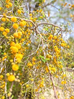 Henderson Bird Viewing Preserve by null