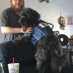 K9 Kabin - My Labradoodle, Shaggy