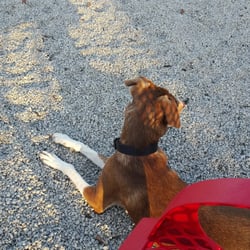 Fort Gordon Dog Park - Jax could be playing all over but he choses to sit next to me.