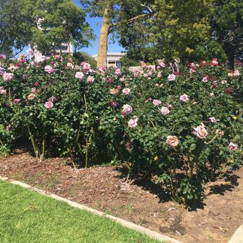 Exposition Park Rose Garden - Botanical Gardens Near Me - Los Angeles, California