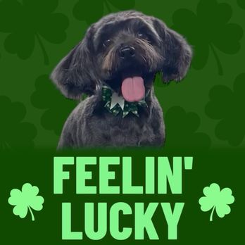 DHDC Pet Grooming Mobile - She sent me this cute photo after, loved it - Pet Groomers Near Me DHDC Pet Grooming Mobile - She sent me this cute photo after, loved it - Pet Groomers Near Me