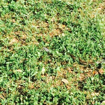 Kitty Hollow Park - Black snake in the grass - Parks Near Me - Missouri City, Texas Kitty Hollow Park - Black snake in the grass - Parks Near Me - Missouri City, Texas