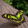 ABQ BioPark Botanic Garden gift card