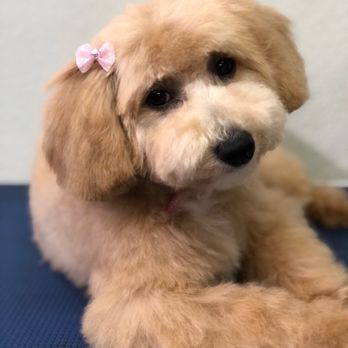 UC Barkley - And her bow?! Can't handle this cuteness - Pet Groomers Near Me - Lake Forest, California