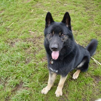 Luna’s Landing Dog Care - Pet Training Near Me - Seattle, Washington Luna’s Landing Dog Care - Pet Training Near Me - Seattle, Washington