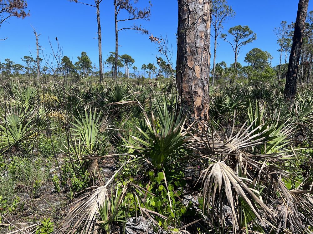 Savannas Preserve State Park Image