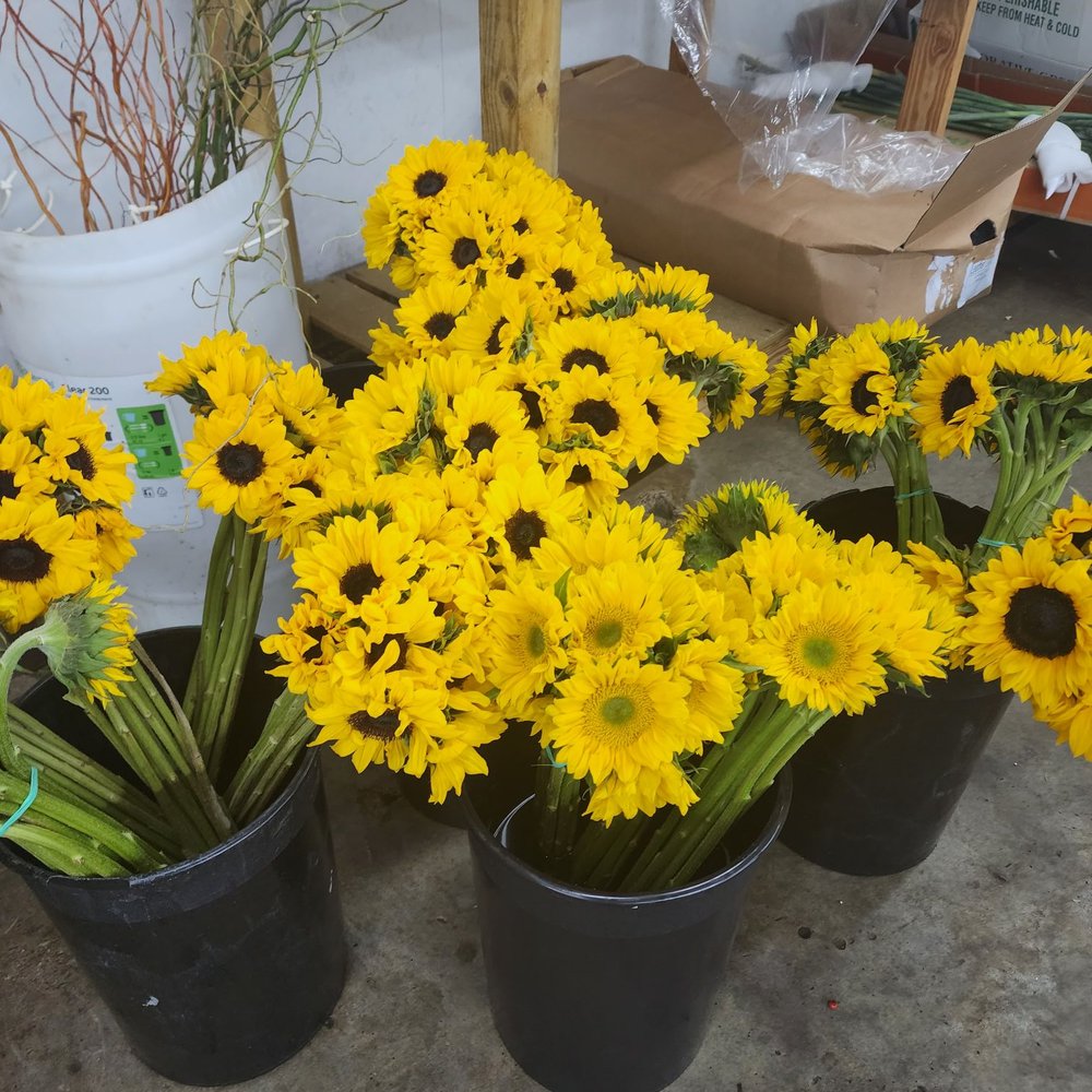 Berkeley Florist Supply Company - More flowers - Florists Near Me - Miami, Florida
