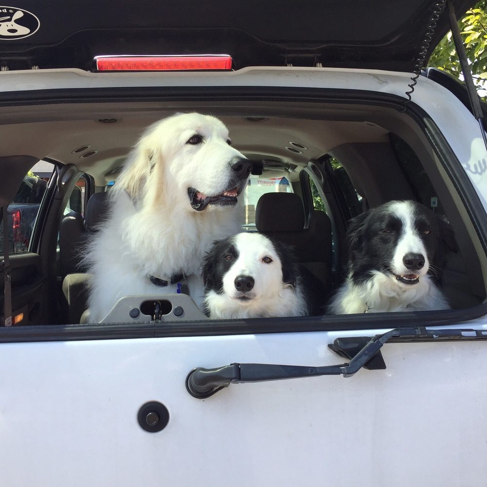 Columbia River Veterinary Specialists - The 3 amigos. - Veterinarians Near Me - Vancouver, Washington