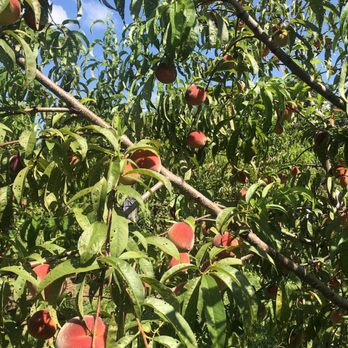 Demarest Farm - Peach picking! - Farmers Market Near Me - Hillsdale, New Jersey