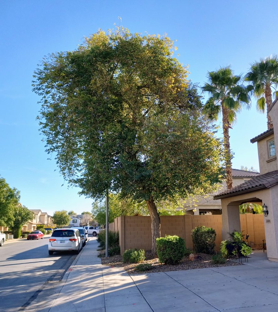 Trees For Needs - tree service in Phoenix, AZ