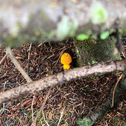 Clingmans Dome - Mushrooms in sight