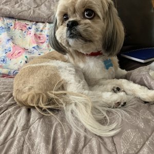 The Dirty Dawg Salon 17 Photos 14 Reviews Pet Sitting S 124th St Chandler Az United States Phone Number