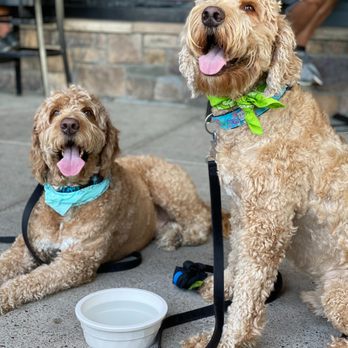 Horace Shellhammer's - Beautiful day for a burger and drink on the patio! If you bring your furry friend just ask your server for a water bowl. - Bars Near Me - Newark, Delaware