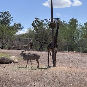 Phoenix Zoo - Zoos Near Me - Phoenix, Arizona Phoenix Zoo - Zoos Near Me - Phoenix, Arizona