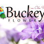 Photo of Buckeye Flower