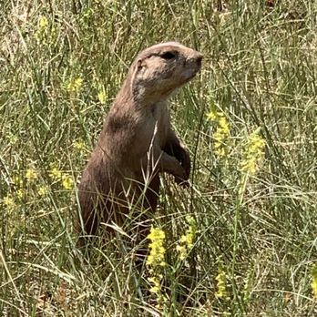 Theodore Roosevelt National Park - Prairie dog - Parks Near Me - Medora, North Dakota Theodore Roosevelt National Park - Prairie dog - Parks Near Me - Medora, North Dakota