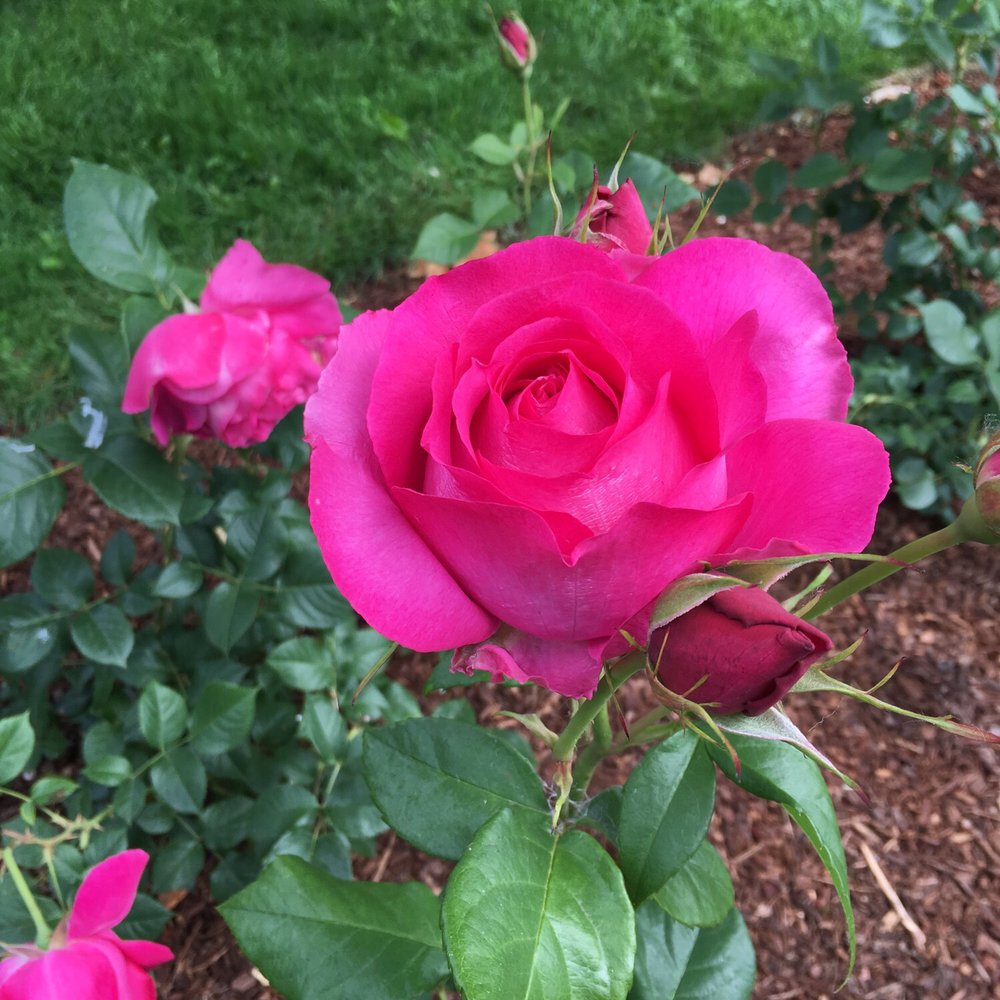 Owen Rose Garden - Parks Near Me - Eugene, Oregon Owen Rose Garden - Parks Near Me - Eugene, Oregon