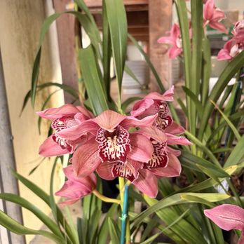Brookside Orchids - Cymbidium Orchid (fragrant) - Nurseries & Gardening Near Me - Menlo Park, California