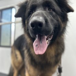 Long Island Loves Pets Mobile Grooming